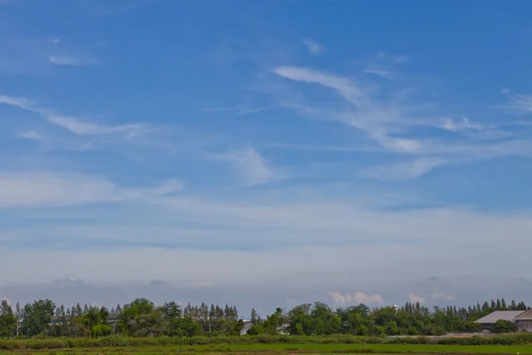 Прекрасне блакитне небо над зеленим полем — стокове фото