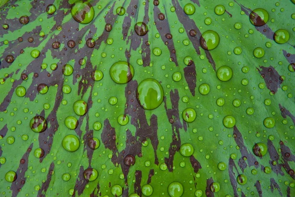 Water drops on lotus leaf — Stock Photo, Image