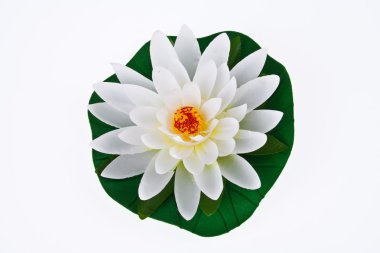 beyaz zemin üzerinde yapay beyaz lotus