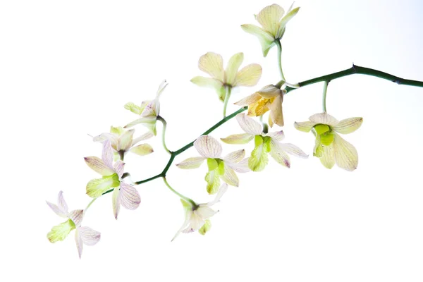 Orchidée isolée sur fond blanc — Photo