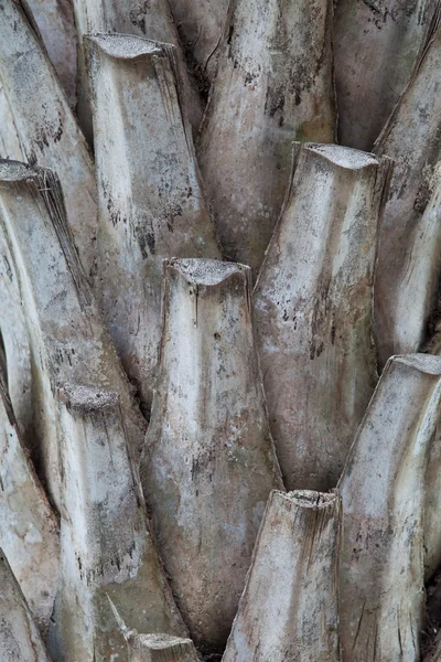 Foto av barkbakgrunn i palmetre – stockfoto