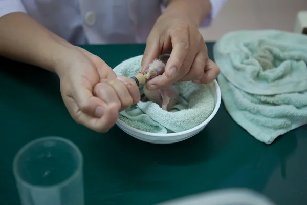 चिड़ियाघर प्रयोगशाला में बेबी बर्ड का भोजन — स्टॉक फ़ोटो, इमेज