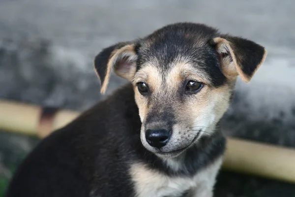 Onoplettende Thaise pup — Stockfoto