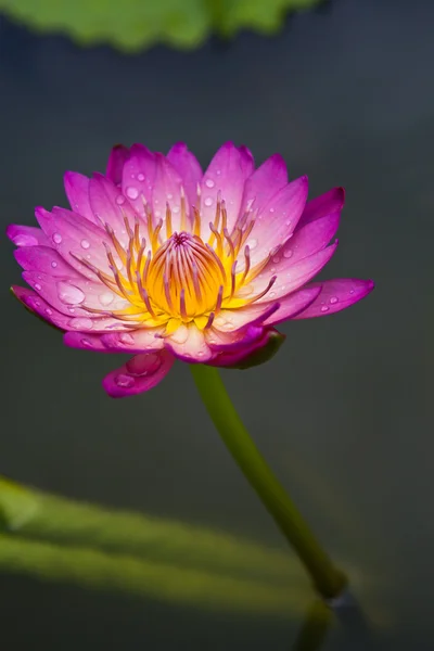 Bela flor de lótus roxo com pólen amarelo — Fotografia de Stock