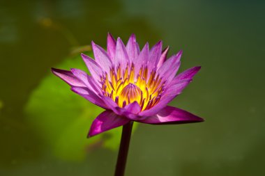 Sarı polenli güzel mor nilüfer çiçeği