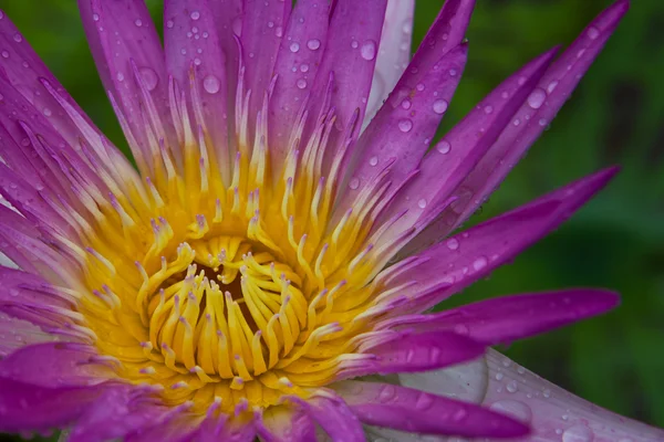 Nahaufnahme schöne Blüte lila Lotus mit gelben Pollen und wa — Stockfoto