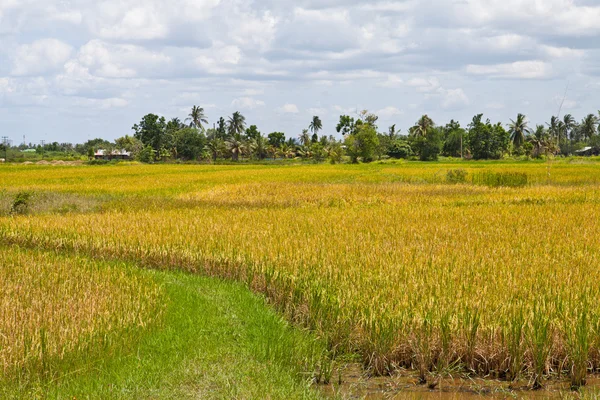 Campo de arroz en Tailandia — Foto de Stock