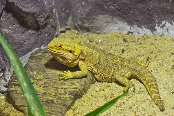 Lagarto, Dragones barbudos en iluminación amarilla — Foto de Stock