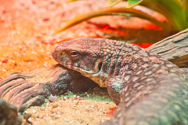 Little lizard under red lighting — Stock Photo, Image