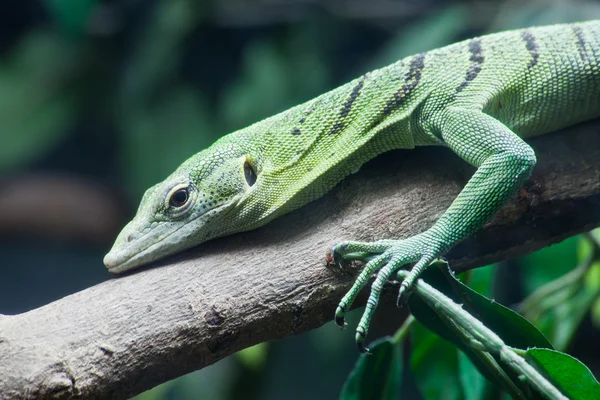Green lizard on tree close up — Stock Photo, Image