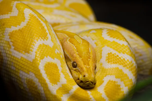 Close up of Golden Thai Python, focus at eyes — Stock Photo, Image