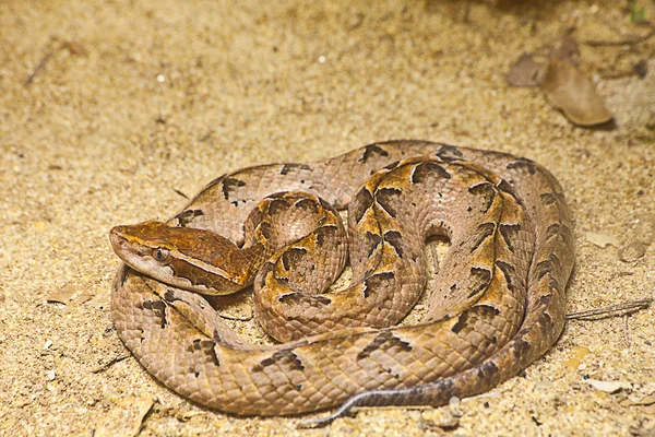 Малайская змея-яма на песке — стоковое фото