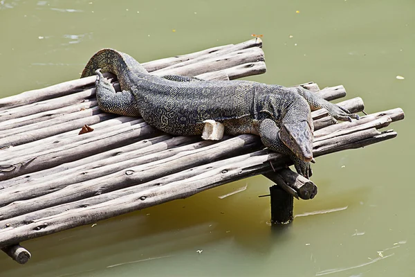 Monitor Lizard descansando em uma jangada — Fotografia de Stock
