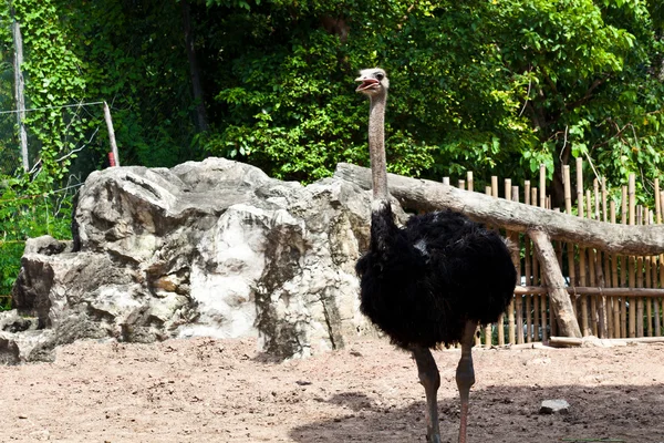 An ostrich in a zoo environment — Stock Photo, Image