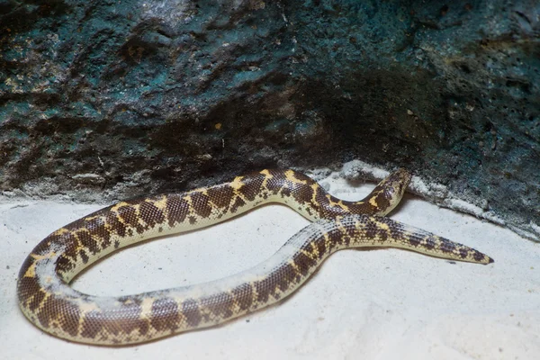 Kenianische Sandboa-Schlange auf Sand und Felsen — Stockfoto