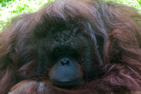 Orangutang — Zdjęcie stockowe