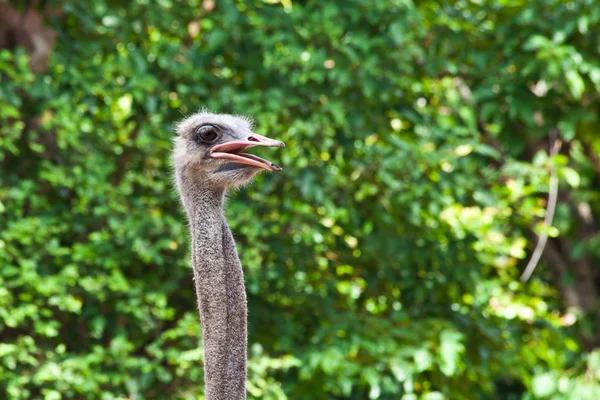 Close-up of head African ostrich — Stock Photo, Image