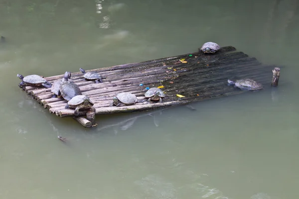 Tortugas tumbadas en la balsa de bambú — Foto de Stock