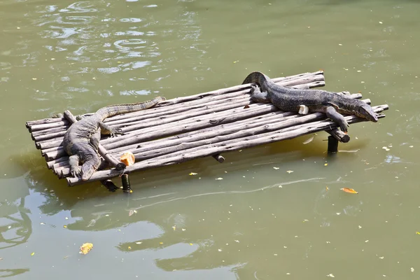 Monitor Lizard resting on a raft — Stock Photo, Image