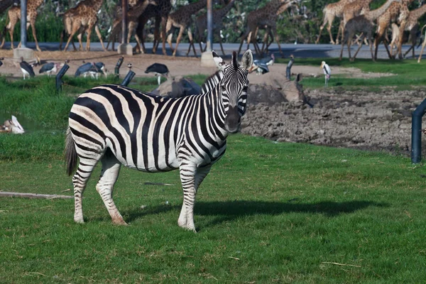 Zebra într-o grădină zoologică deschisă safari — Fotografie, imagine de stoc