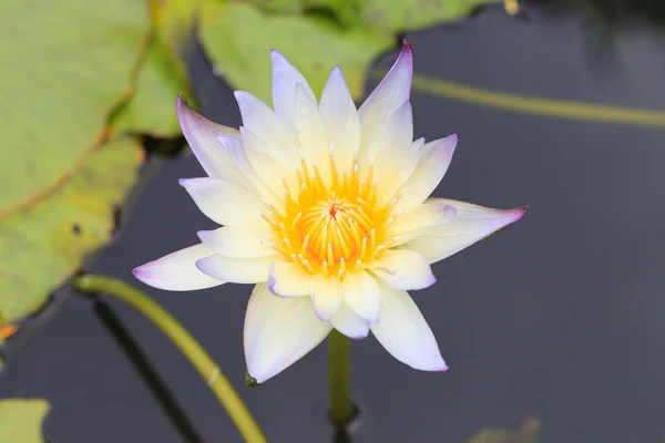 White water lilly in een meer — Stockfoto