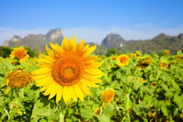 Sonnenblumenfeld mit Berg und blauem Himmel — Stockfoto