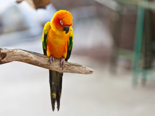 Солнечный попугай Конуре на ветке дерева — стоковое фото