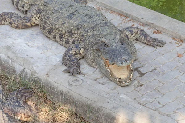 Crocodilo e mandíbula — Fotografia de Stock