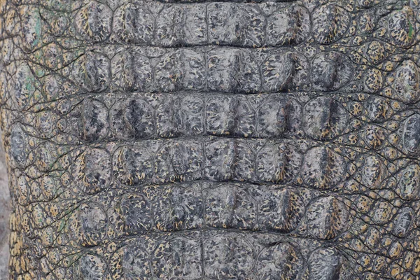 Wild crocodile skin pattern — Stock Photo, Image