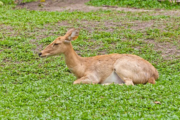 Eld 's Deer — стоковое фото