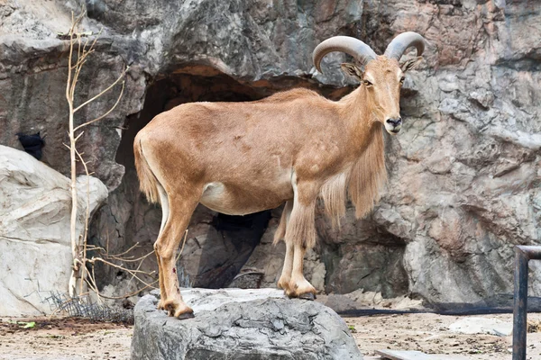 Berberschafe — Stockfoto