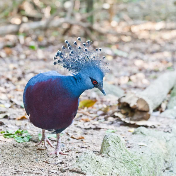 Victoria Crowned Pigeon in a park — Stock Photo, Image
