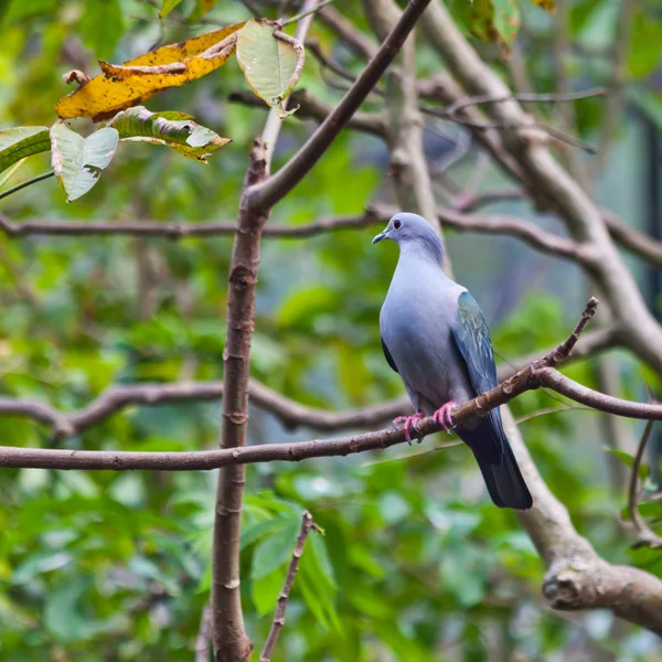Pigeon on a tree — Stock Photo, Image