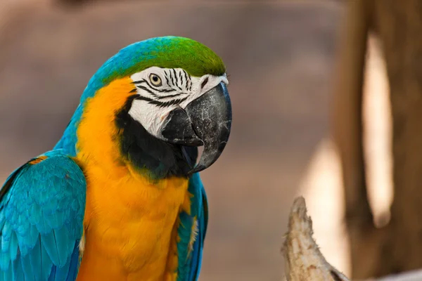 Arara azul e dourada, Nome científico "Ara ararauna" pássaro papagaio — Fotografia de Stock