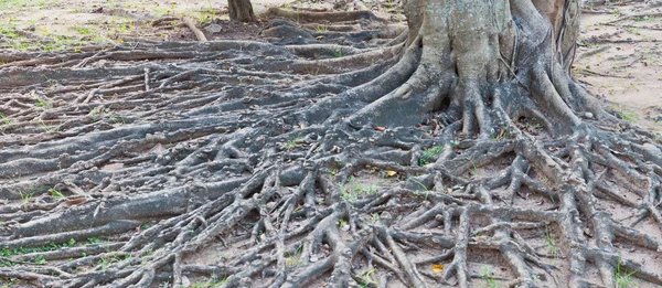 Tropický strom kořenový — Stock fotografie