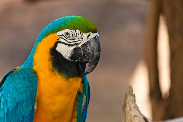 Blue en gold Ara, wetenschappelijke naam "ara ararauna" papegaai vogel — Stockfoto