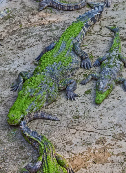 Crocodile — Stock Photo, Image