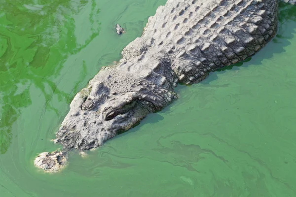 Крокодил в зеленом пруду — стоковое фото