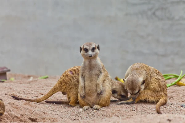 Grupa meerkat — Zdjęcie stockowe