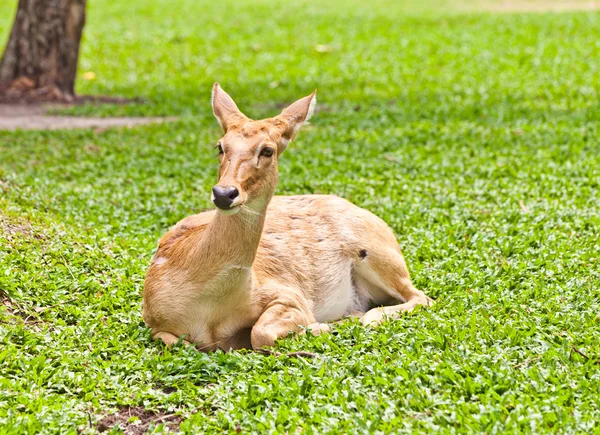 Eldss Deer — Stockfoto