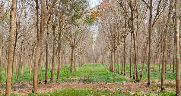 Plantación de caucho en Tailandia — Foto de Stock