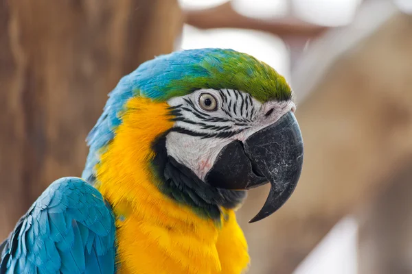 Arara azul e dourada, Nome científico "Ara ararauna" pássaro papagaio — Fotografia de Stock