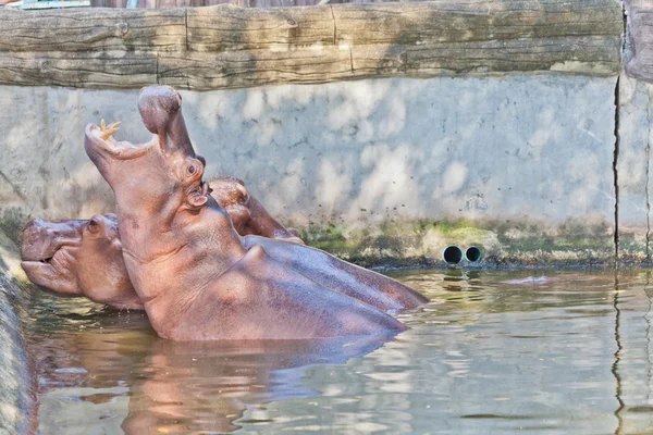 水のカバ — ストック写真