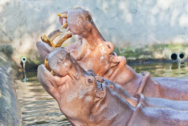 Hipopótamo en el agua — Foto de Stock