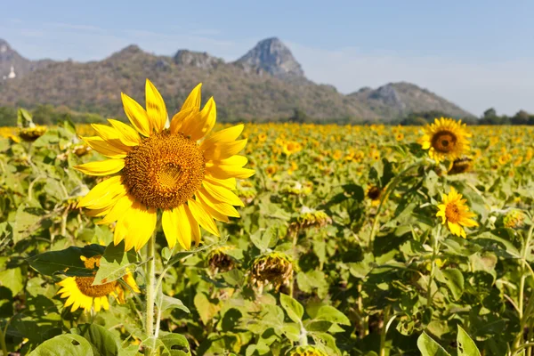 Sonnenblume mit blauem Himmel — Stockfoto