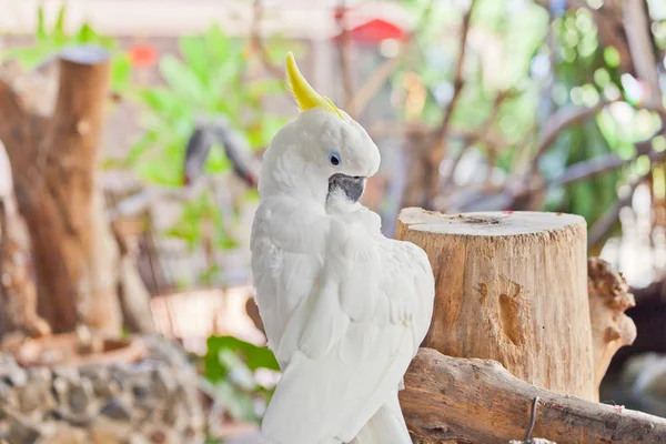 Белый какаду — стоковое фото