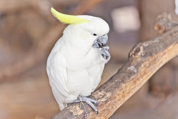 Witte Kakatoe — Stockfoto