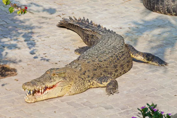 Crocodil — Fotografie, imagine de stoc