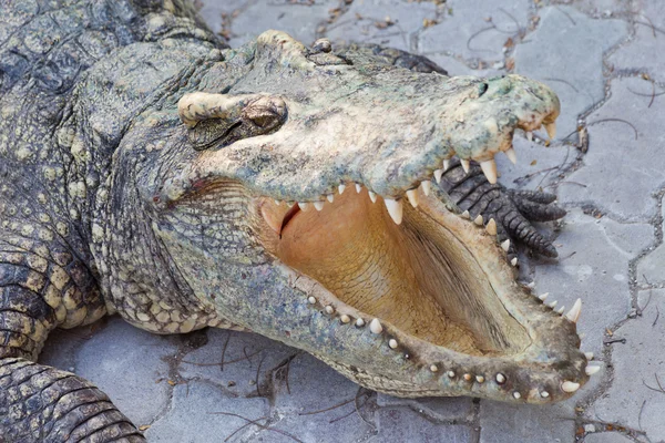 Crocodilo e mandíbula — Fotografia de Stock