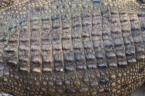 Wild crocodile skin pattern — Stock Photo, Image